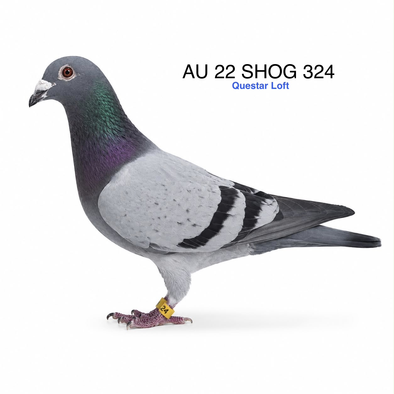 AU 22 SHOG 324, Blue Pencil Cock