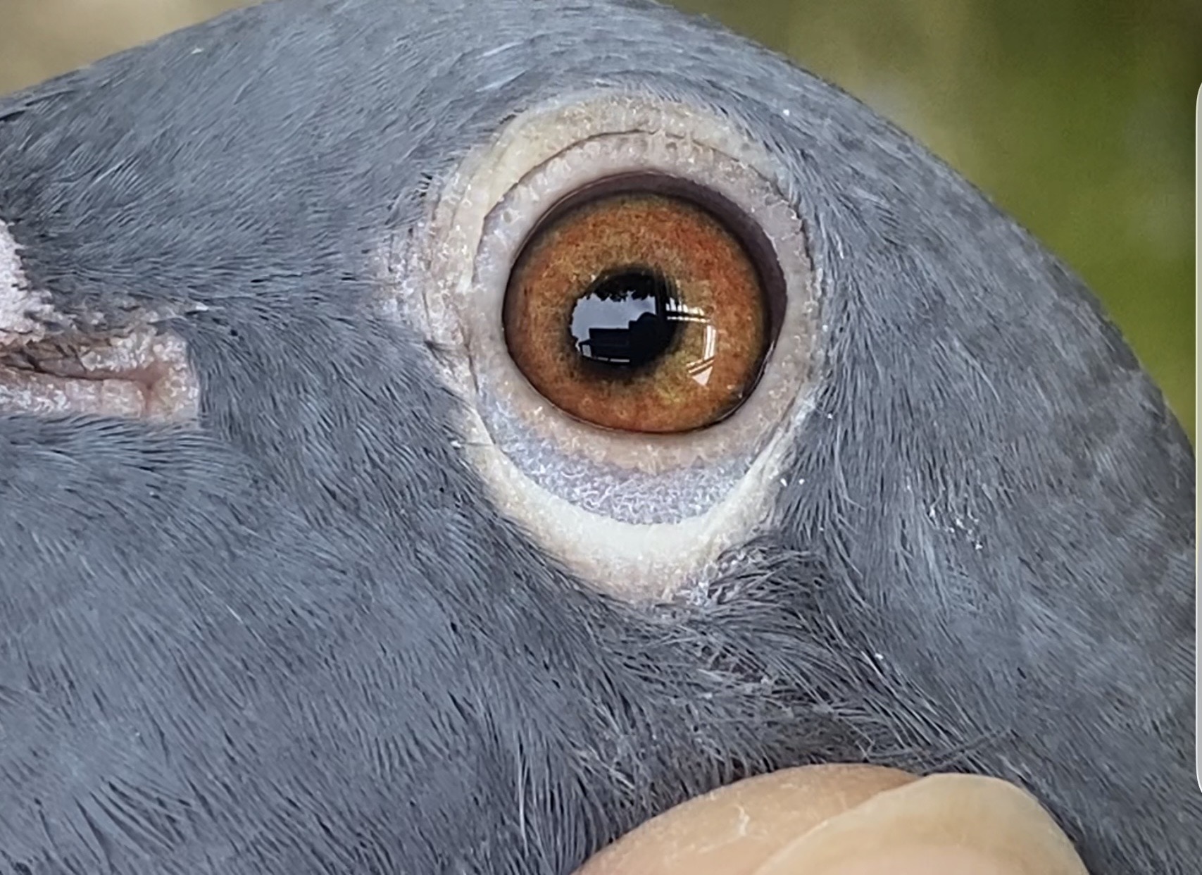Preview Image 2
