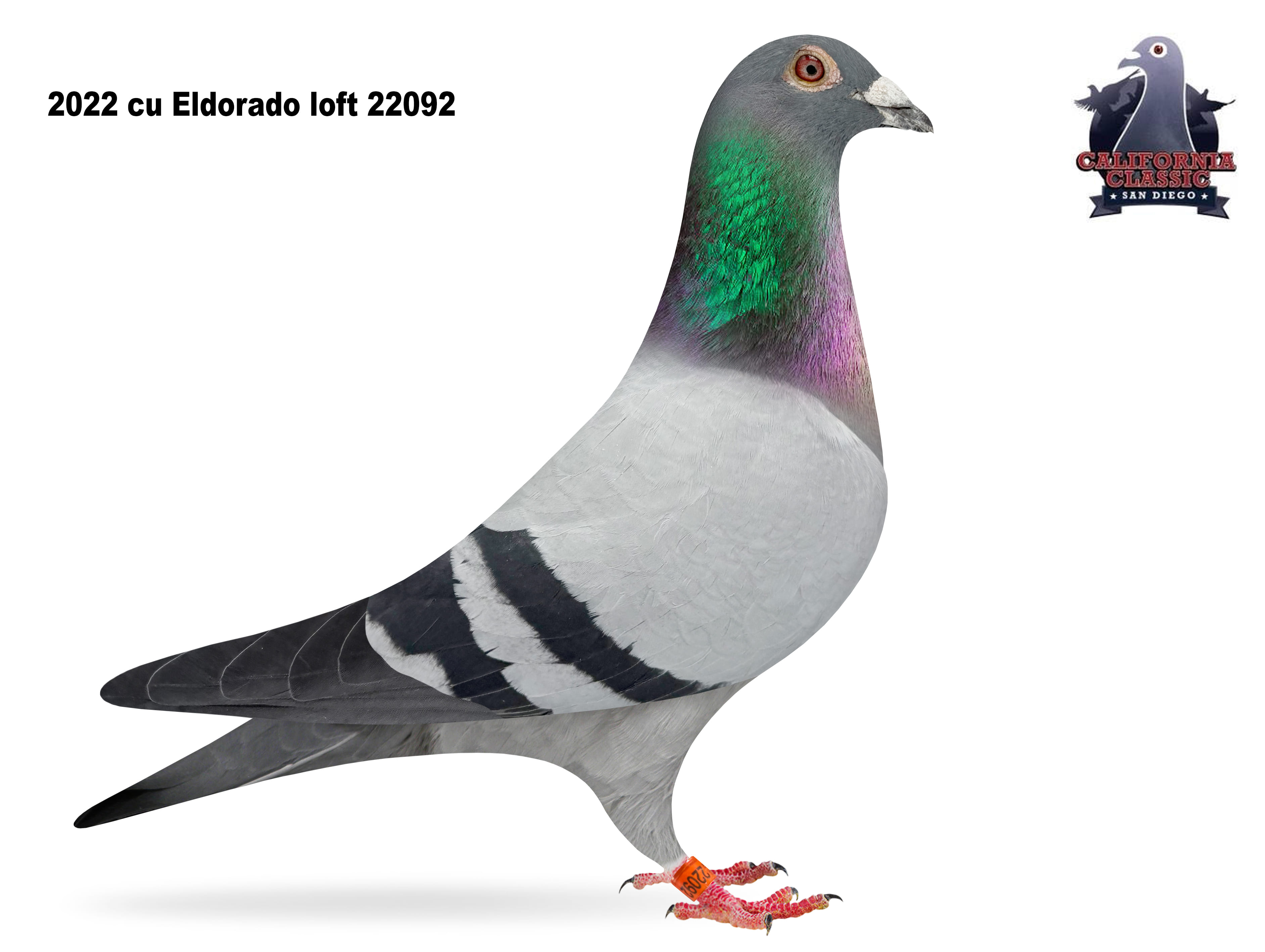 Lot 48. 2022 ELDO 22092 Cock