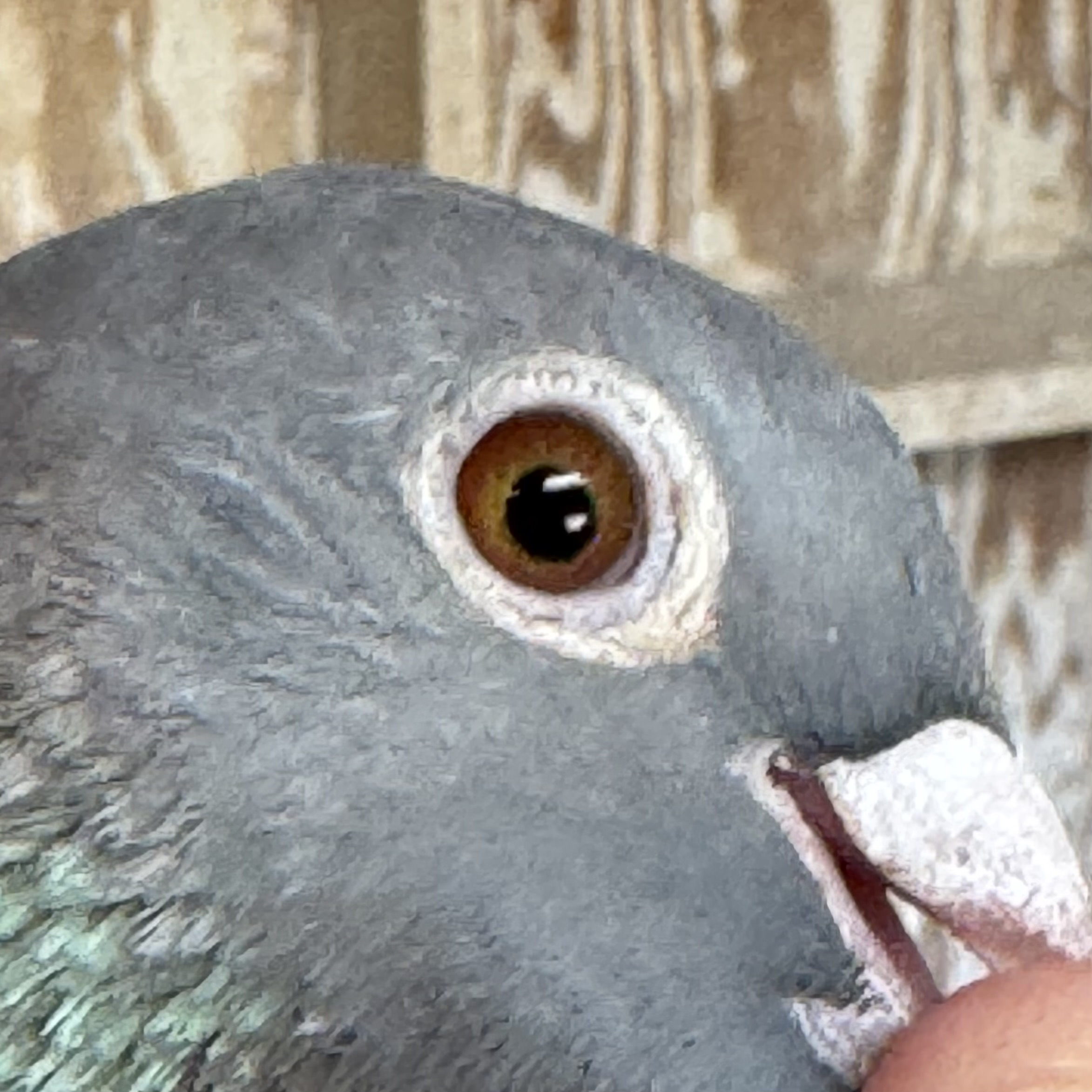 Preview Image 4