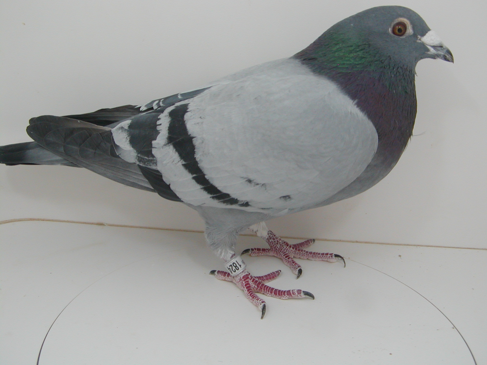 AU 25 JEDDS 1824 "OLR WINNERS GALORE"
BLUE BAR COCK
