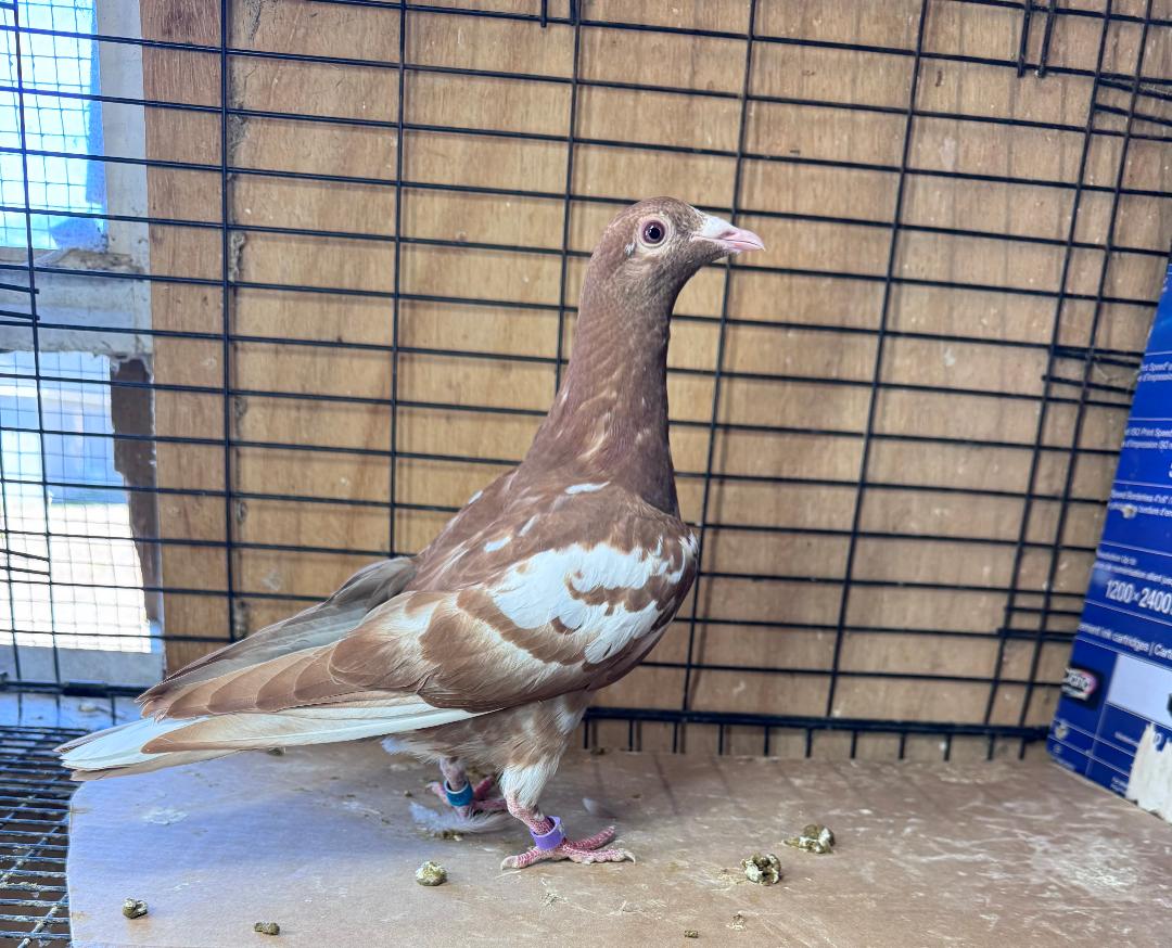 441 REC RED DIJKSTRA COCK