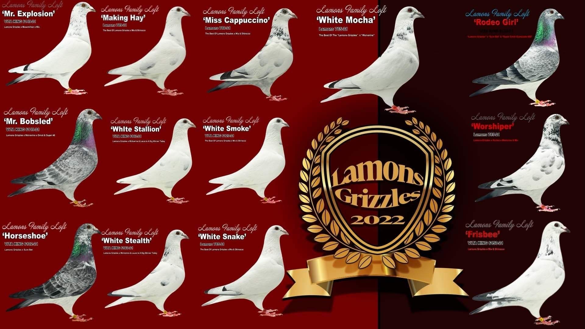 TJ. & J. Elzinga (Harkema, NL) leaves pigeon fanciers amazed