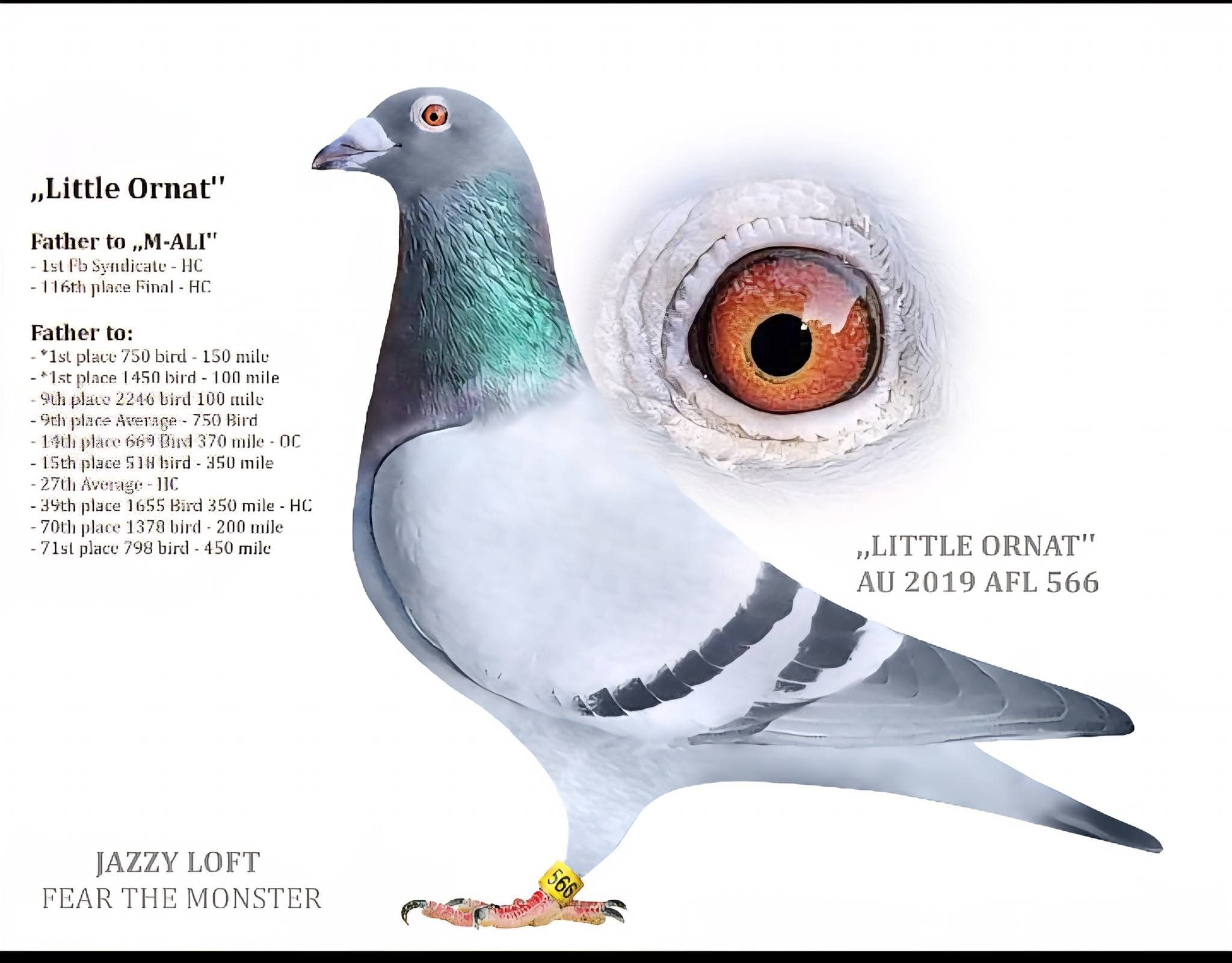 Direct From Ado Family Loft 