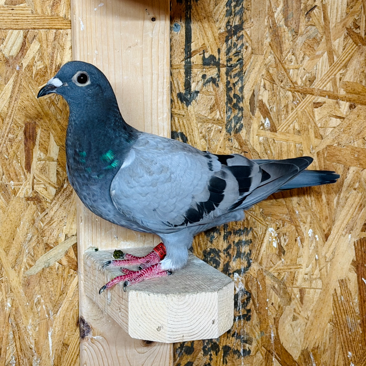 AU 26 BYRUM 622 BB Hen