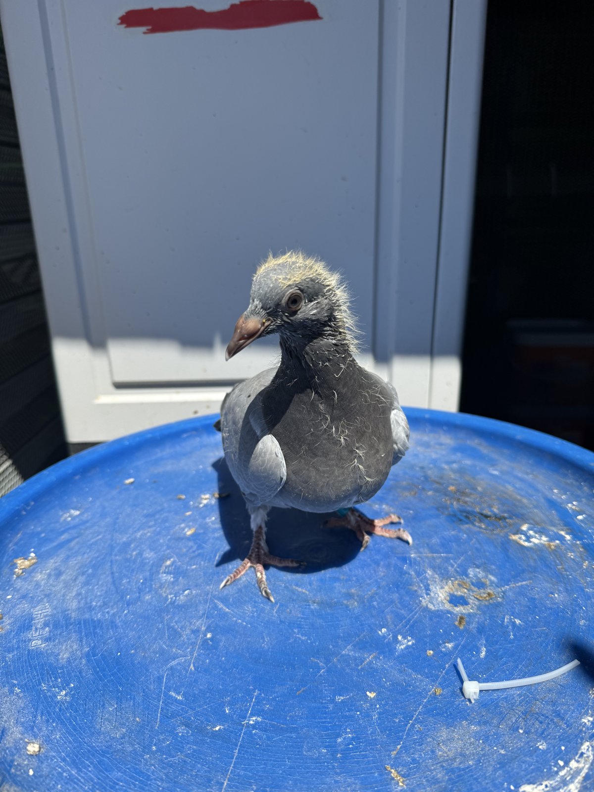 Young Blue – Captain Orlando x Rare Air Bloodline (Ready Mid-August)