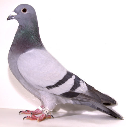 AU 25 SKY 7489 BB FRILL HEN