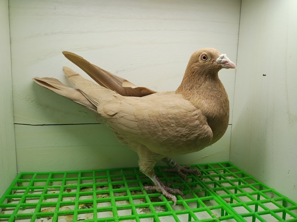 Recessive yellow Meuleman hen 