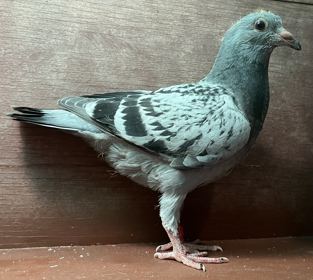 LATE HATCH YOUNG BIRD