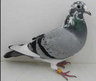 Preview Image 7