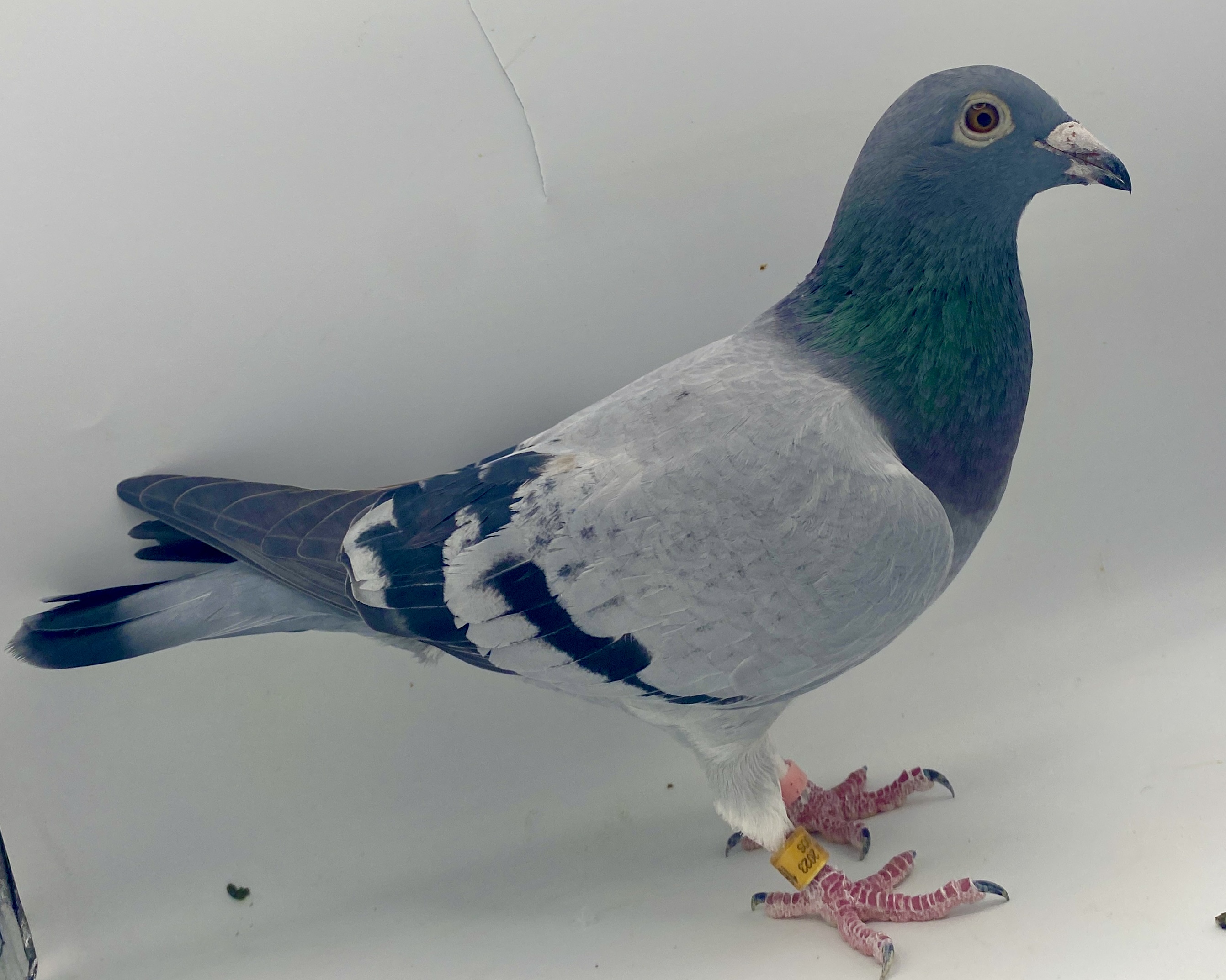 AU 23 JEDDS 1643 PENC HEN