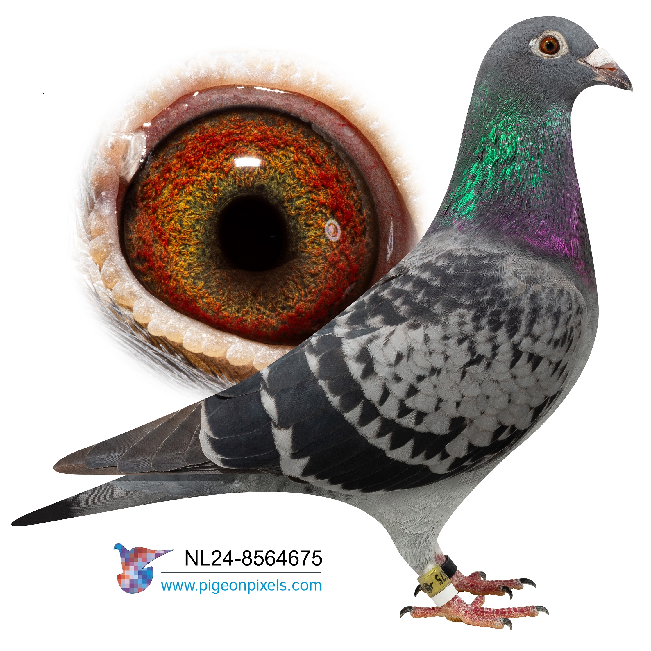NL2024-8564575 "NEW HARRY 675" CHEQUER HEN