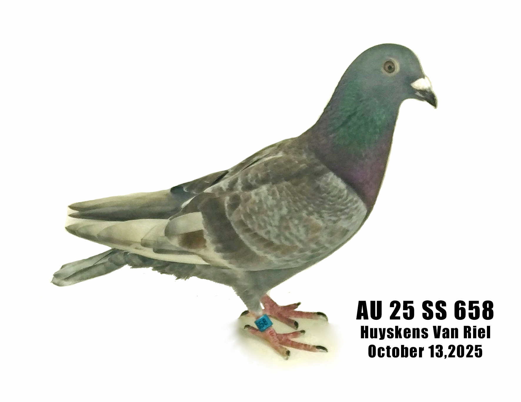 AU 25 SS 658 Huyskens Van Riel Cock