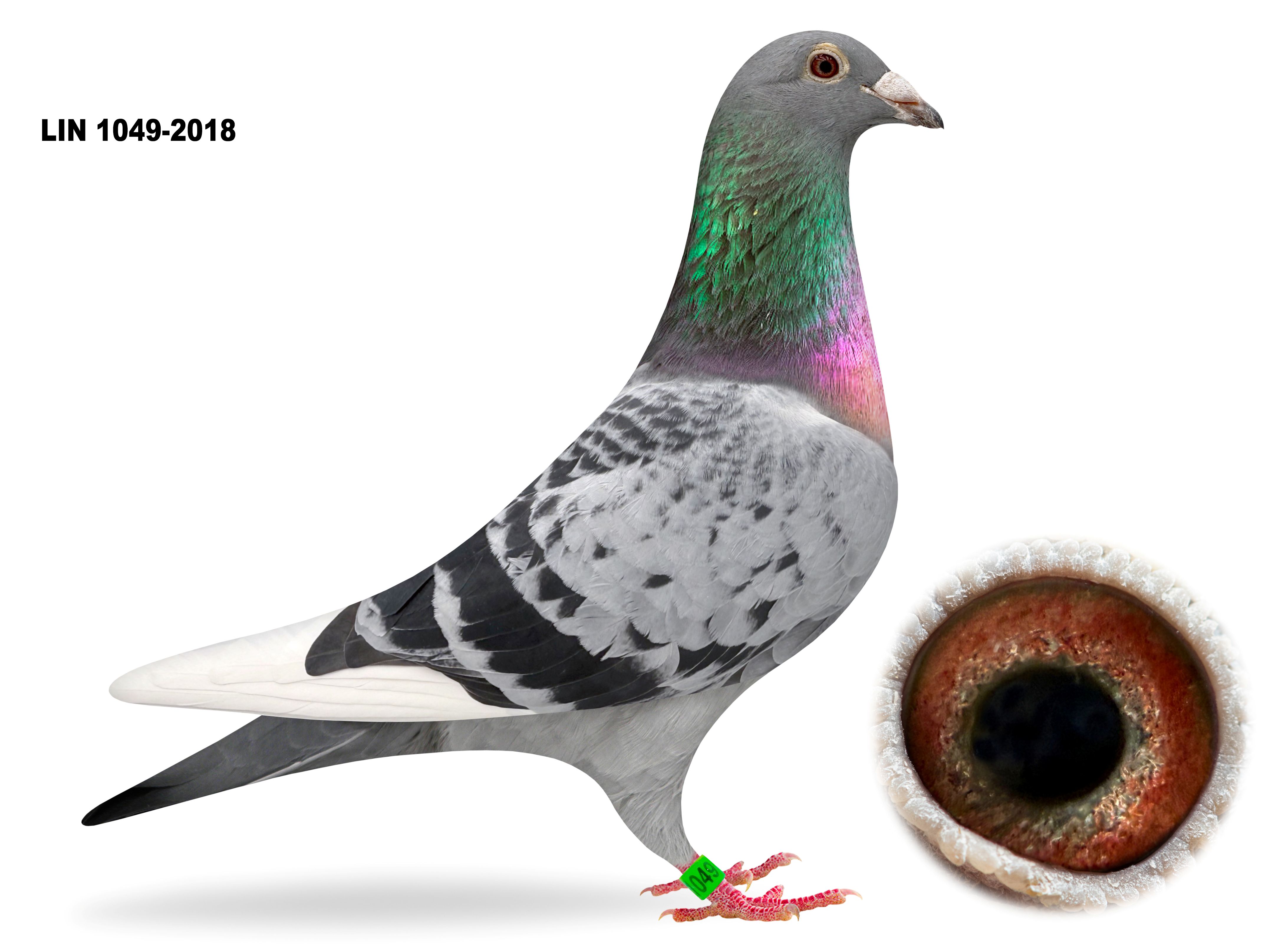 LIN PIGEON 1049-2018