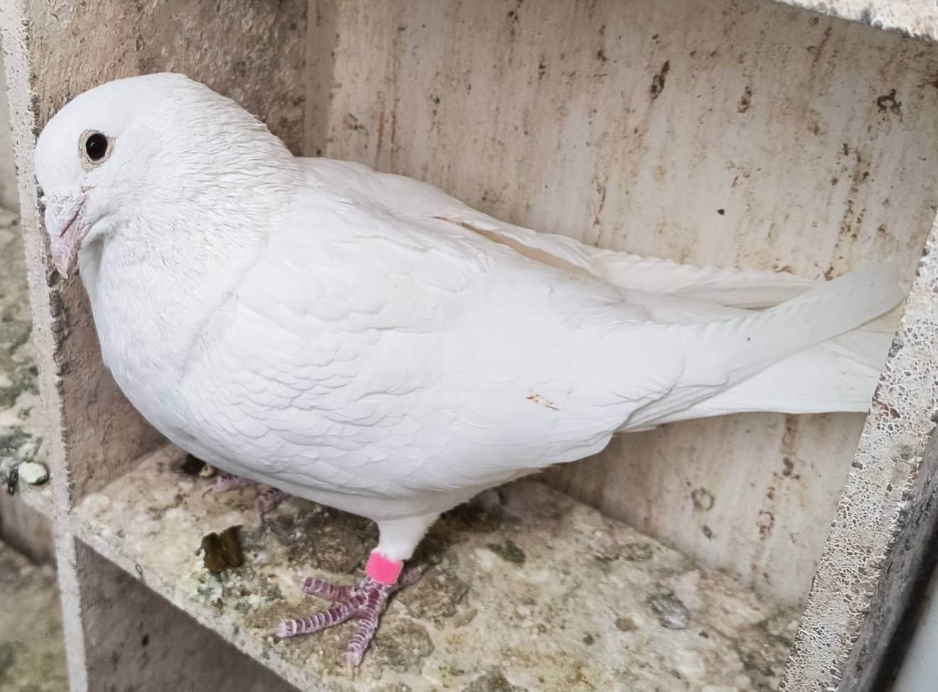 Snow White Trentons  Breeding pair