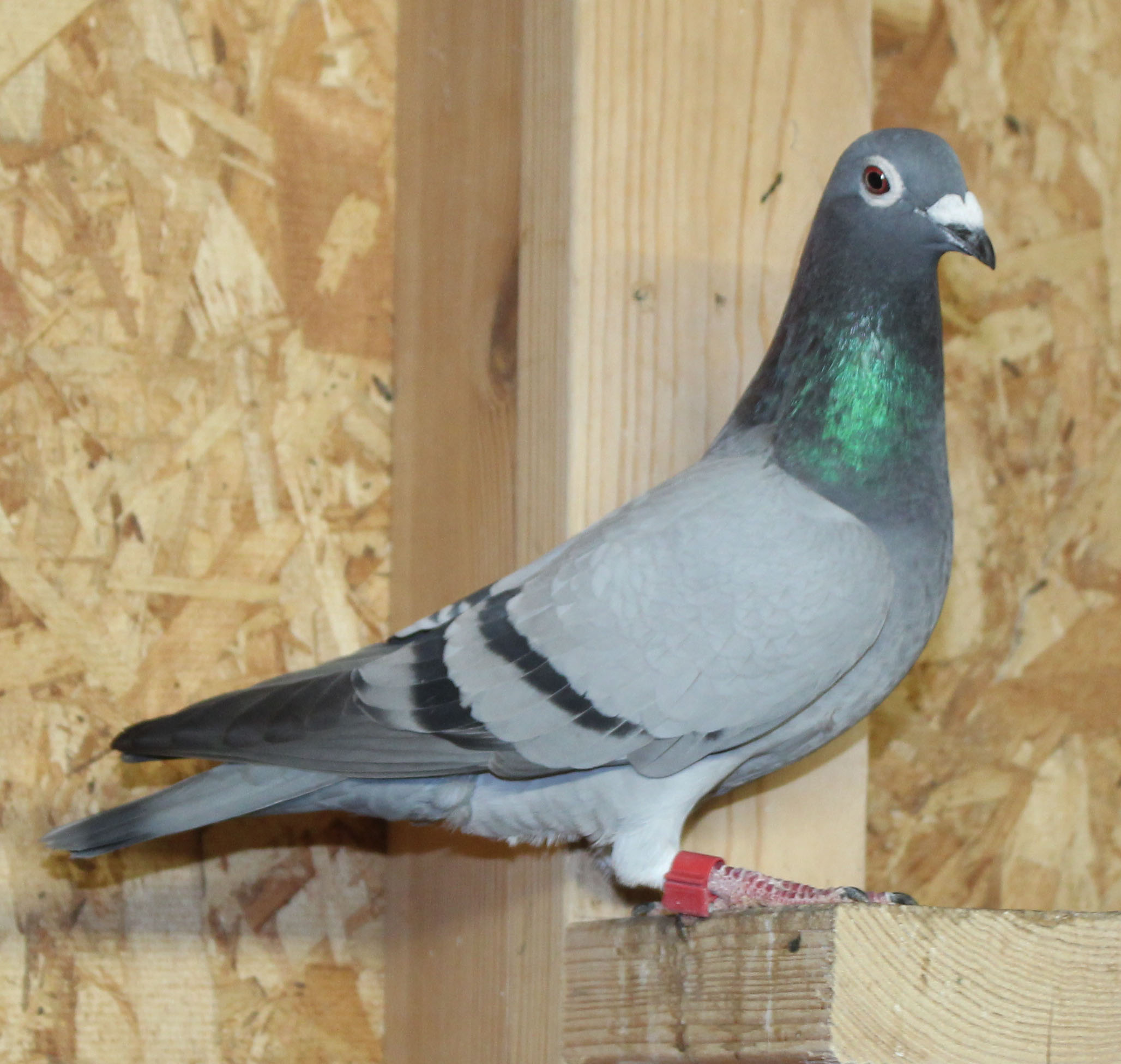 Proven Sablons – Foundation Hen with Eijerkamp Euro