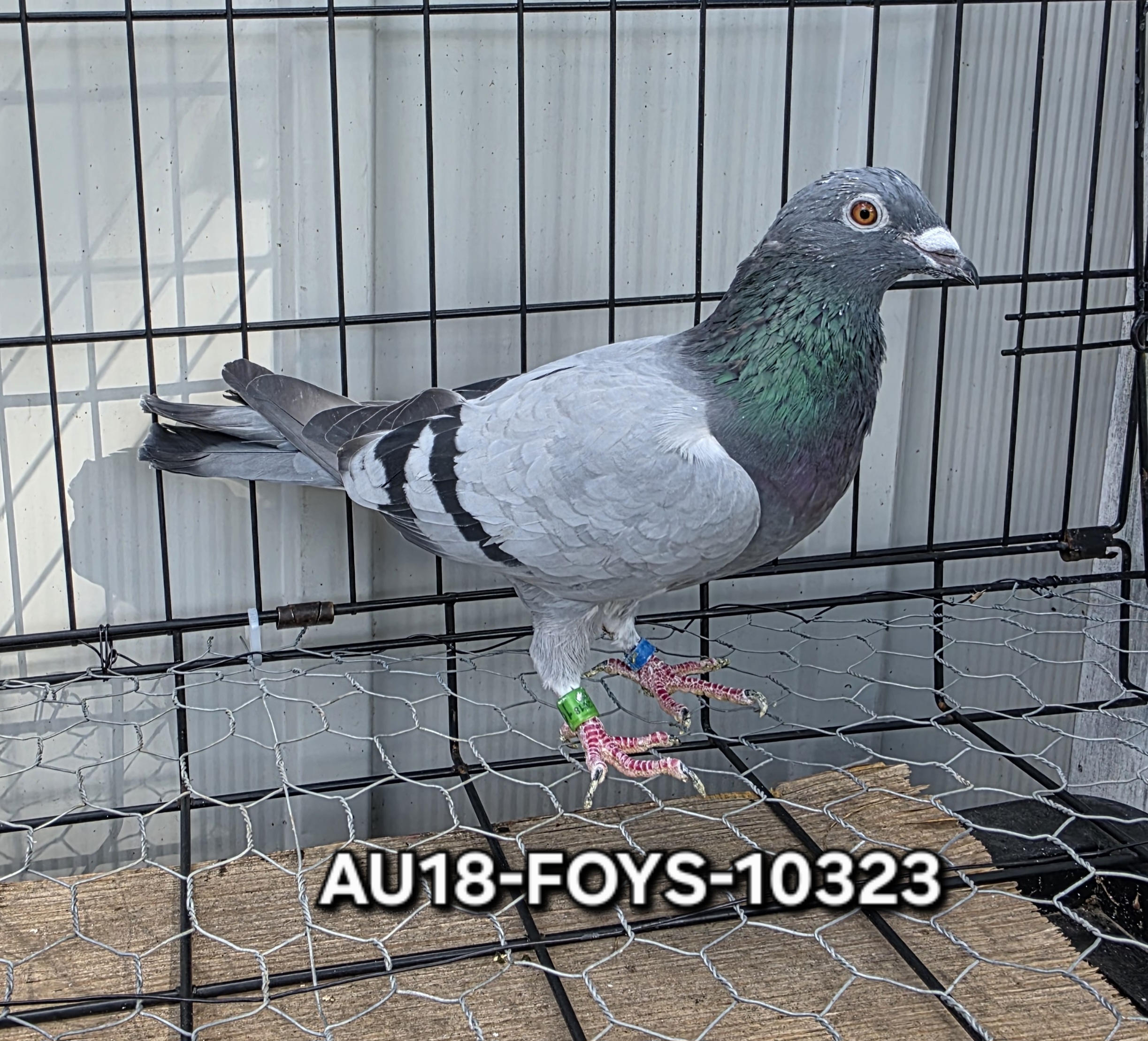 AU18-FOYS-10323 Blue Bar Hen 