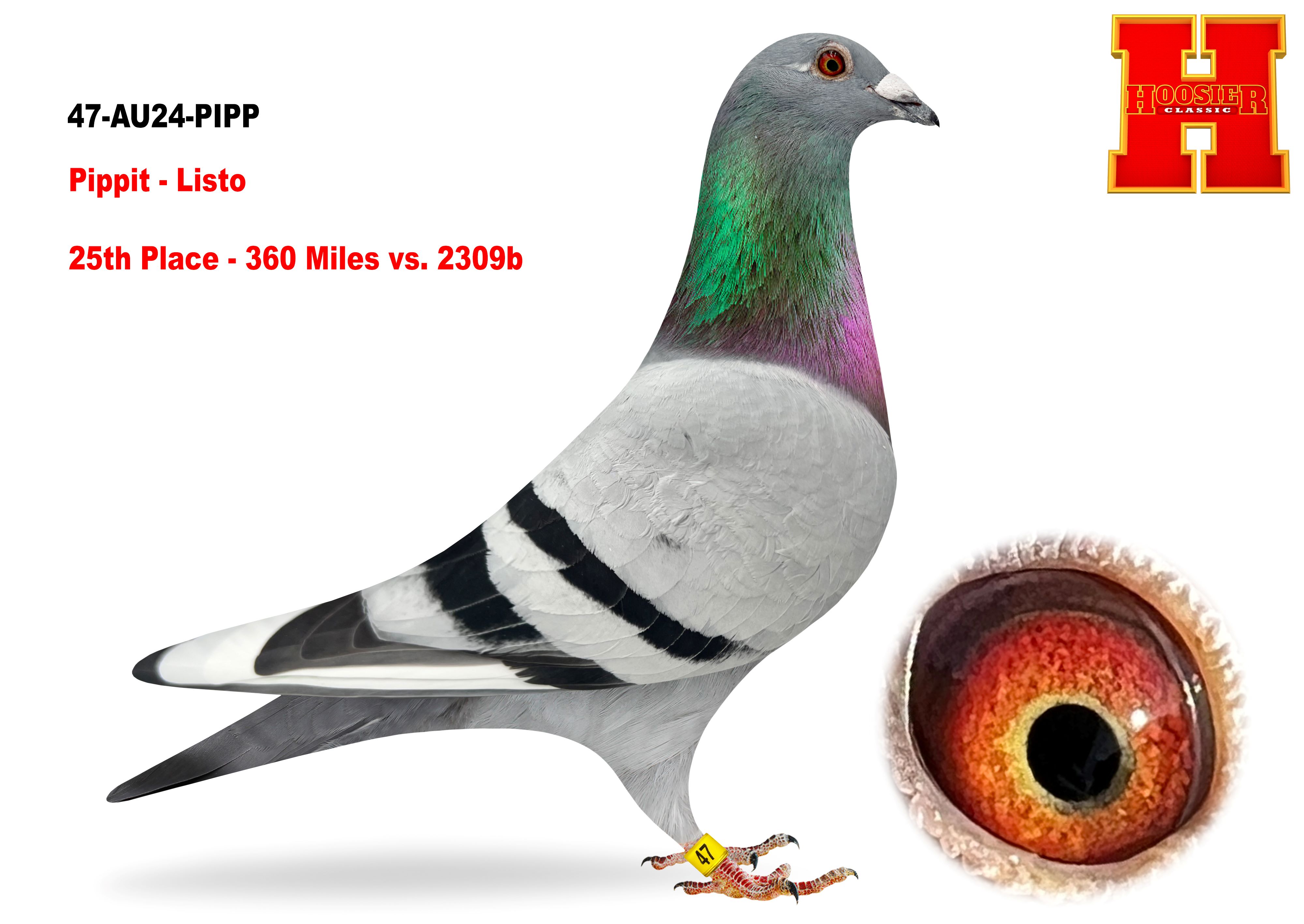 iPigeon.com - Racing Pigeon Auction