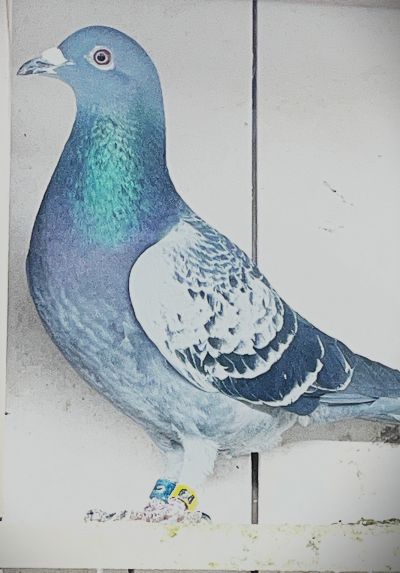 IF-25-TFLMD-430 - BLUE CHECKER COCK