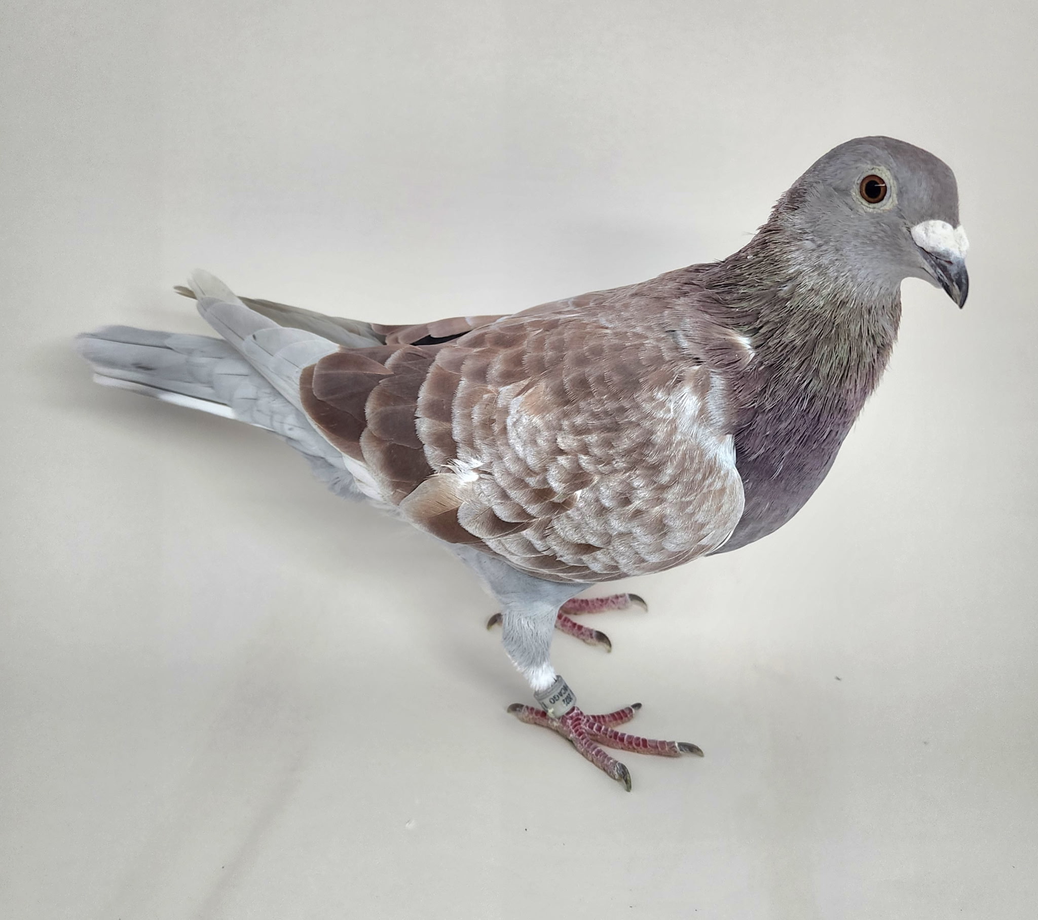 AU CHICAGO 2022 1854 HEN