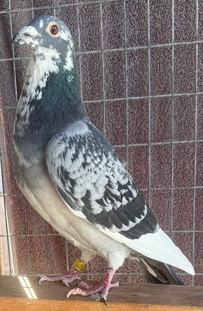 AU-24-PRO-107105 BCSPL COCK