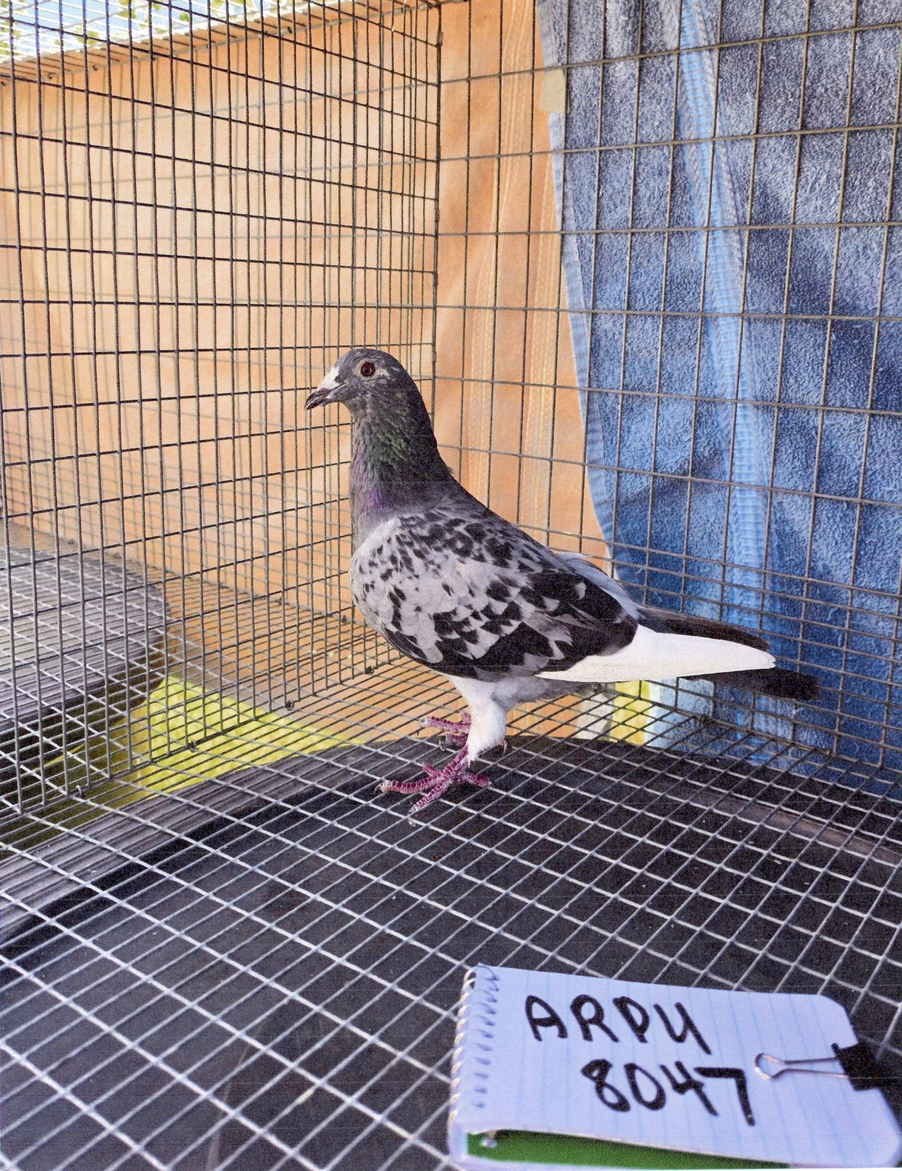 AU-2021-ARPU-8047-DC SPL-HEN