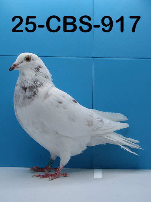 25-CBS-917 Grizzle cock. 