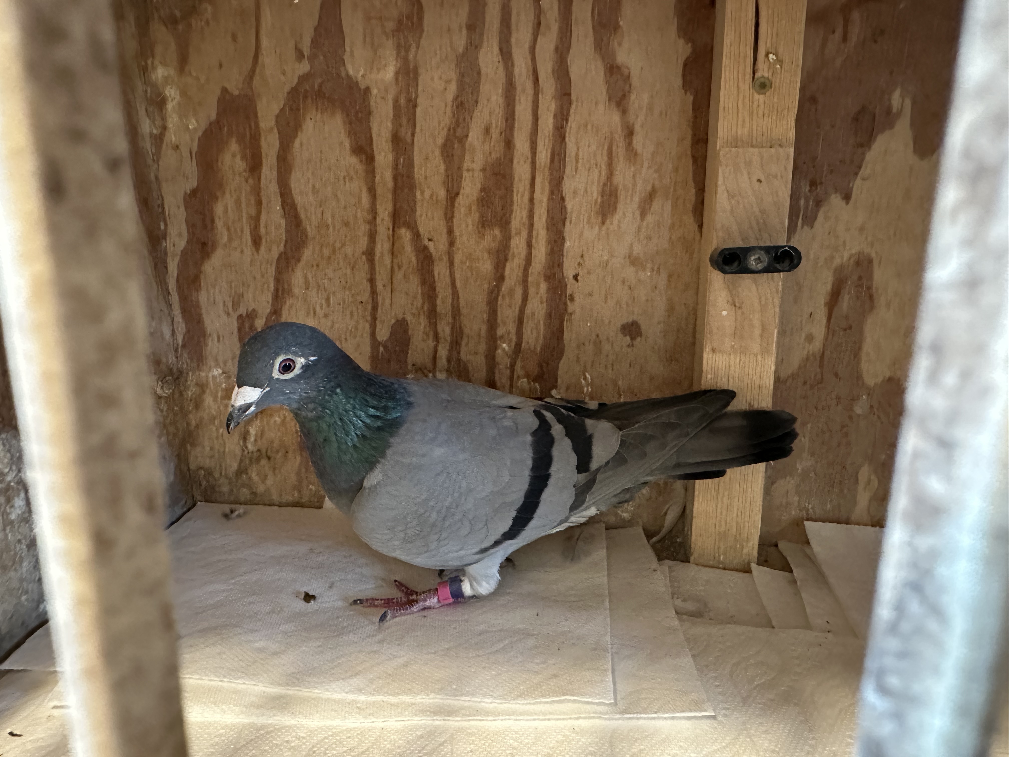 AU - 439 Donoghue Hen , sold for $500