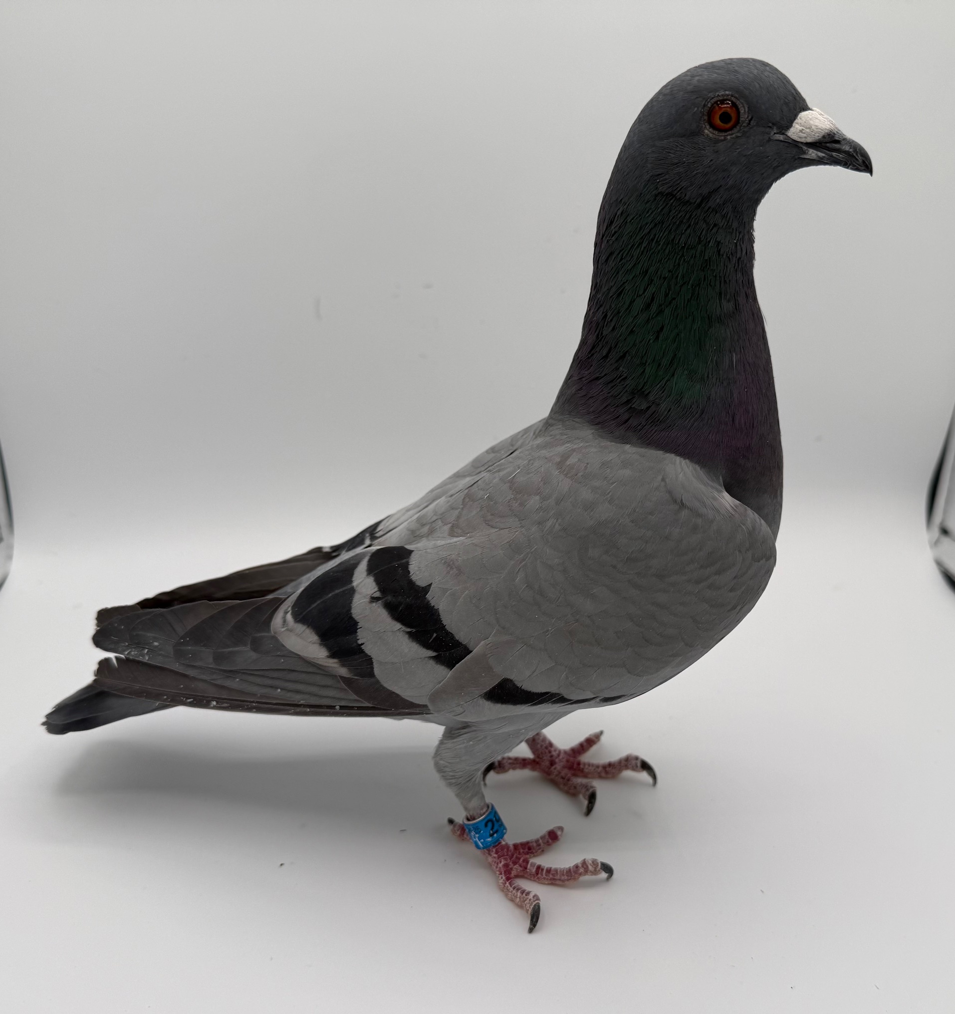 WOLVERINE, FLORIAN AND AARDEN 2