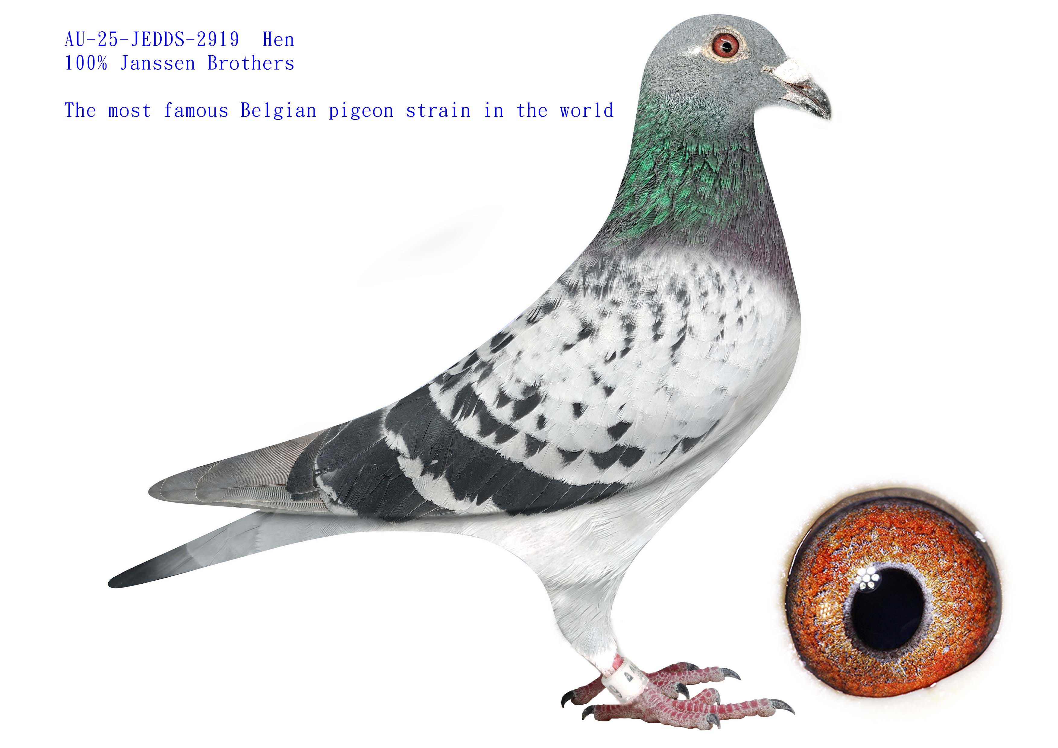 Preview Image 1