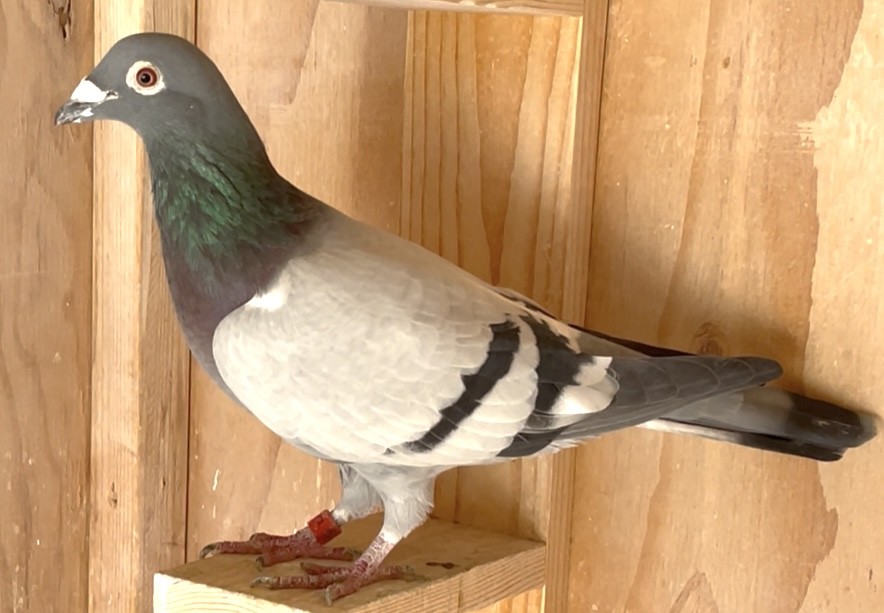 Direct from Greg Rockets