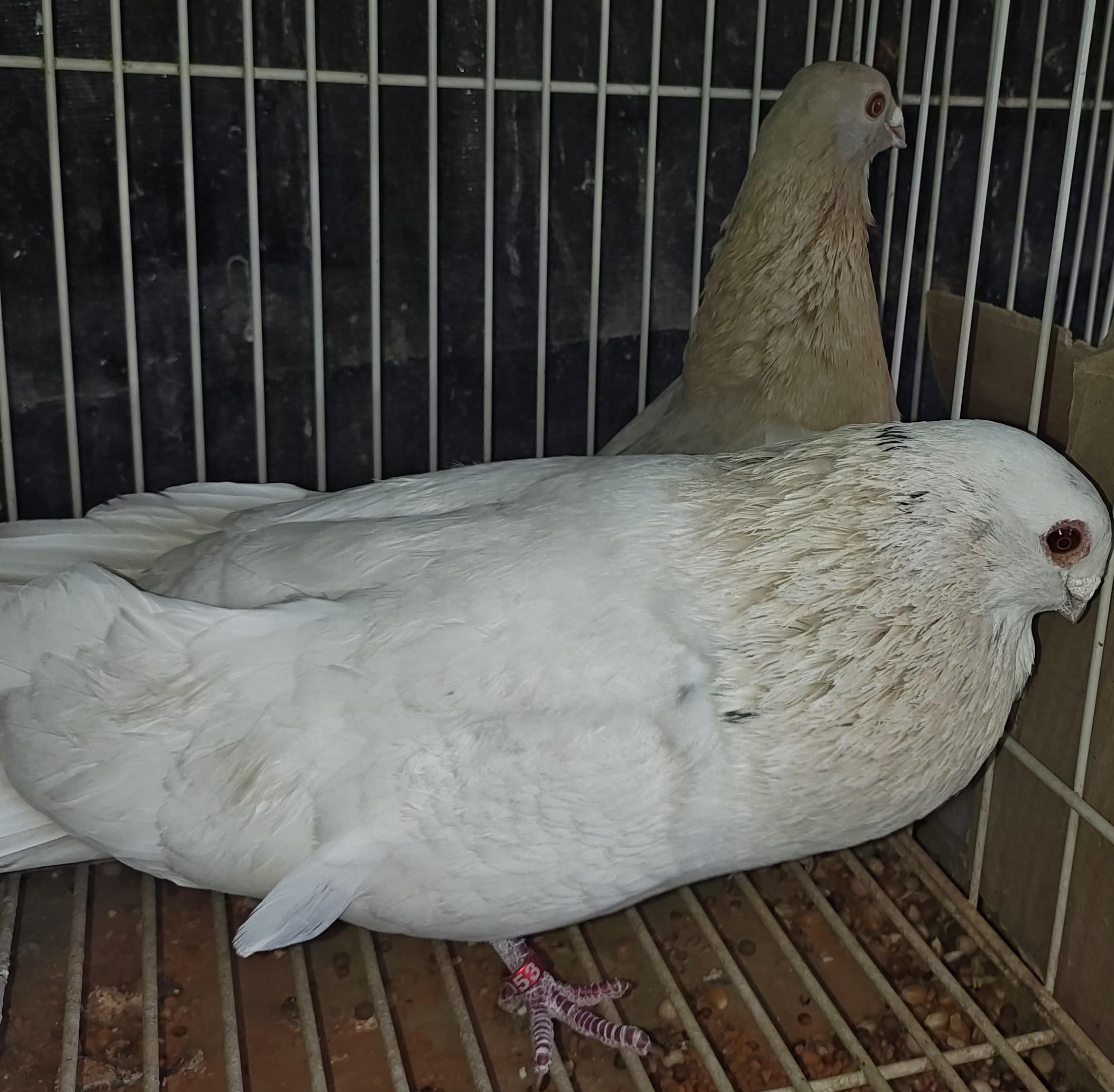 Egyptian Swift Couple 