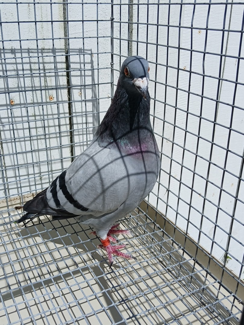 Preview Image 1