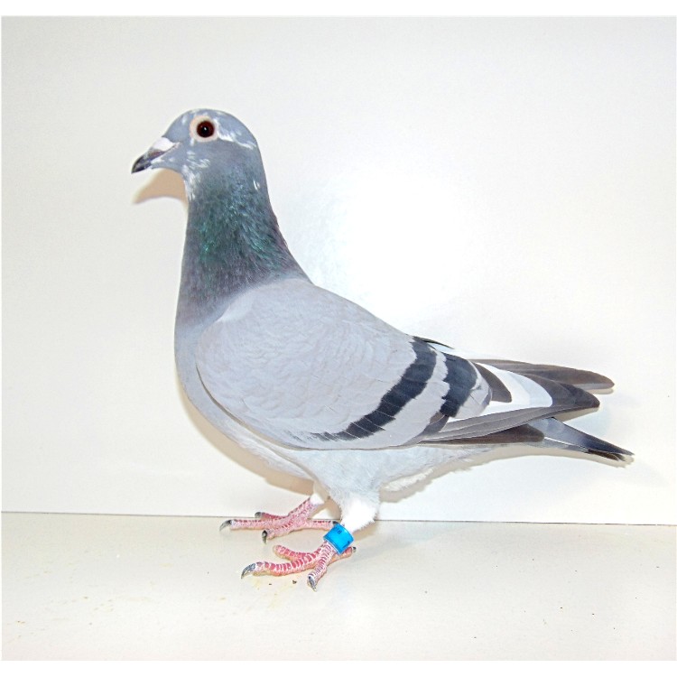 Preview Image 1