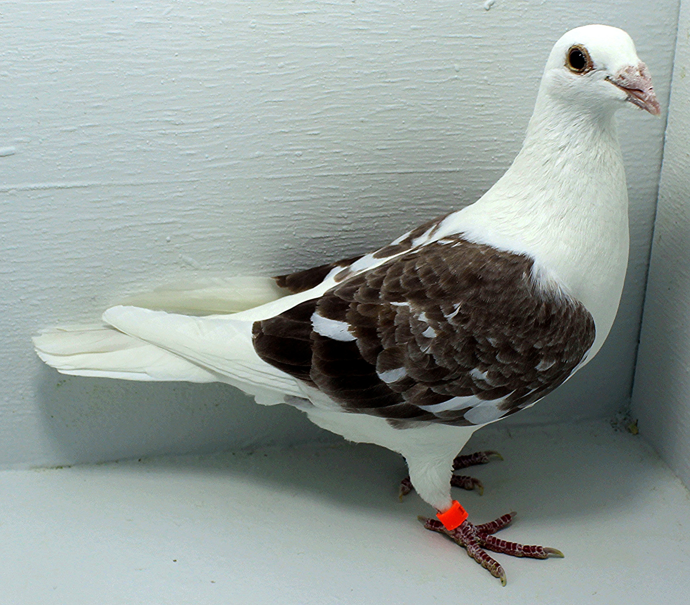 AU 20142 FOYS 2025 Pure Paul Sion Hen