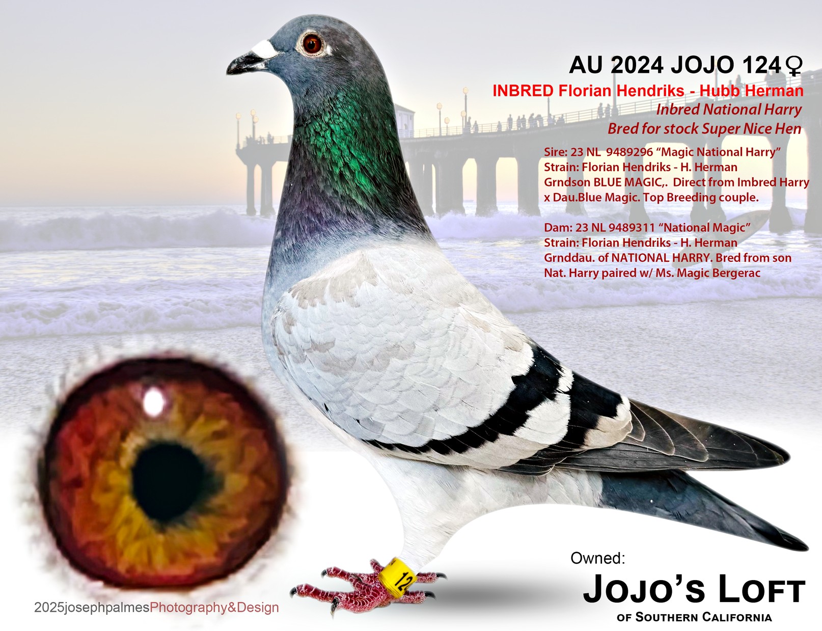 AU 2024 JOJO 124 BB Hen