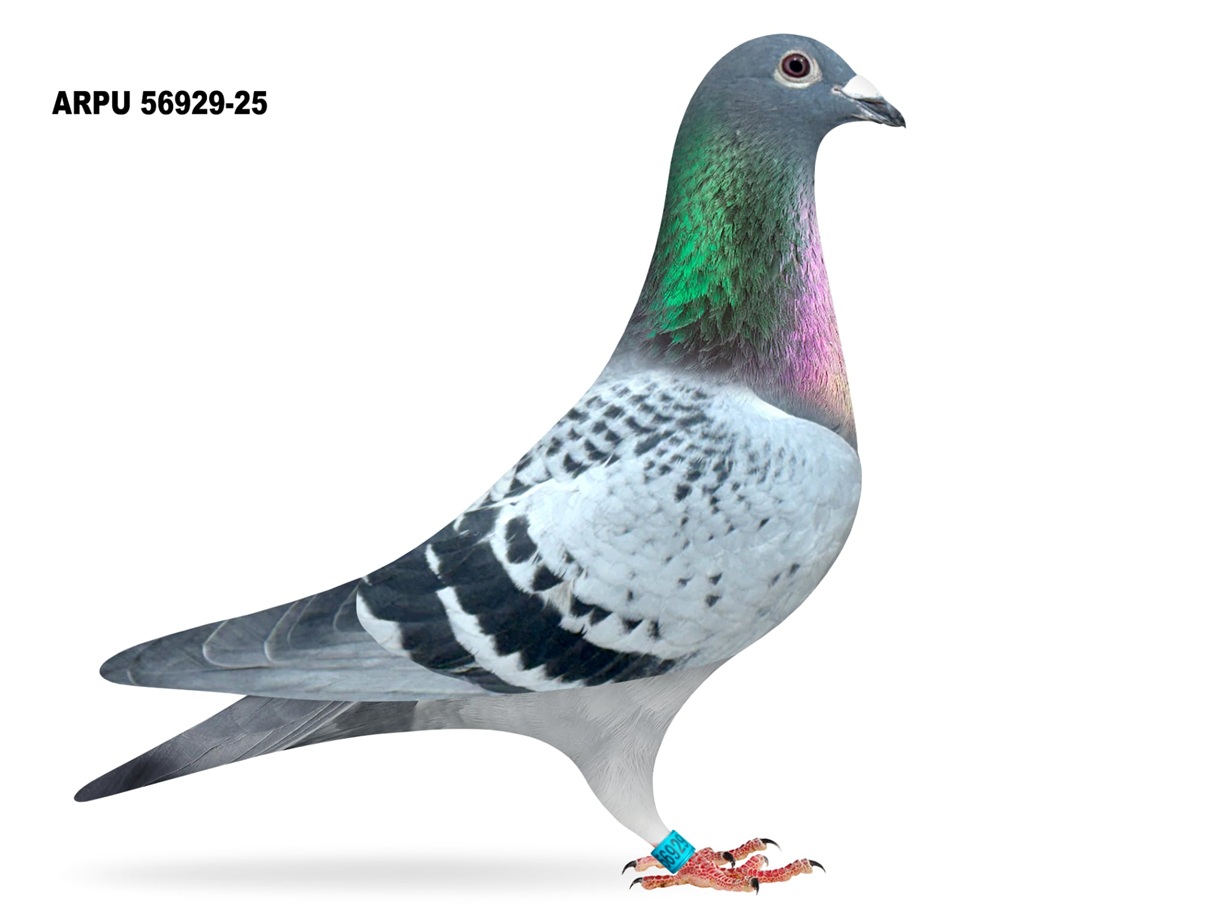 ARPU 56929-25 BC COCK (LAST ONE)