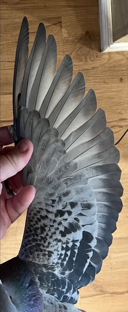 BREEDING HEN OFF IMPORT