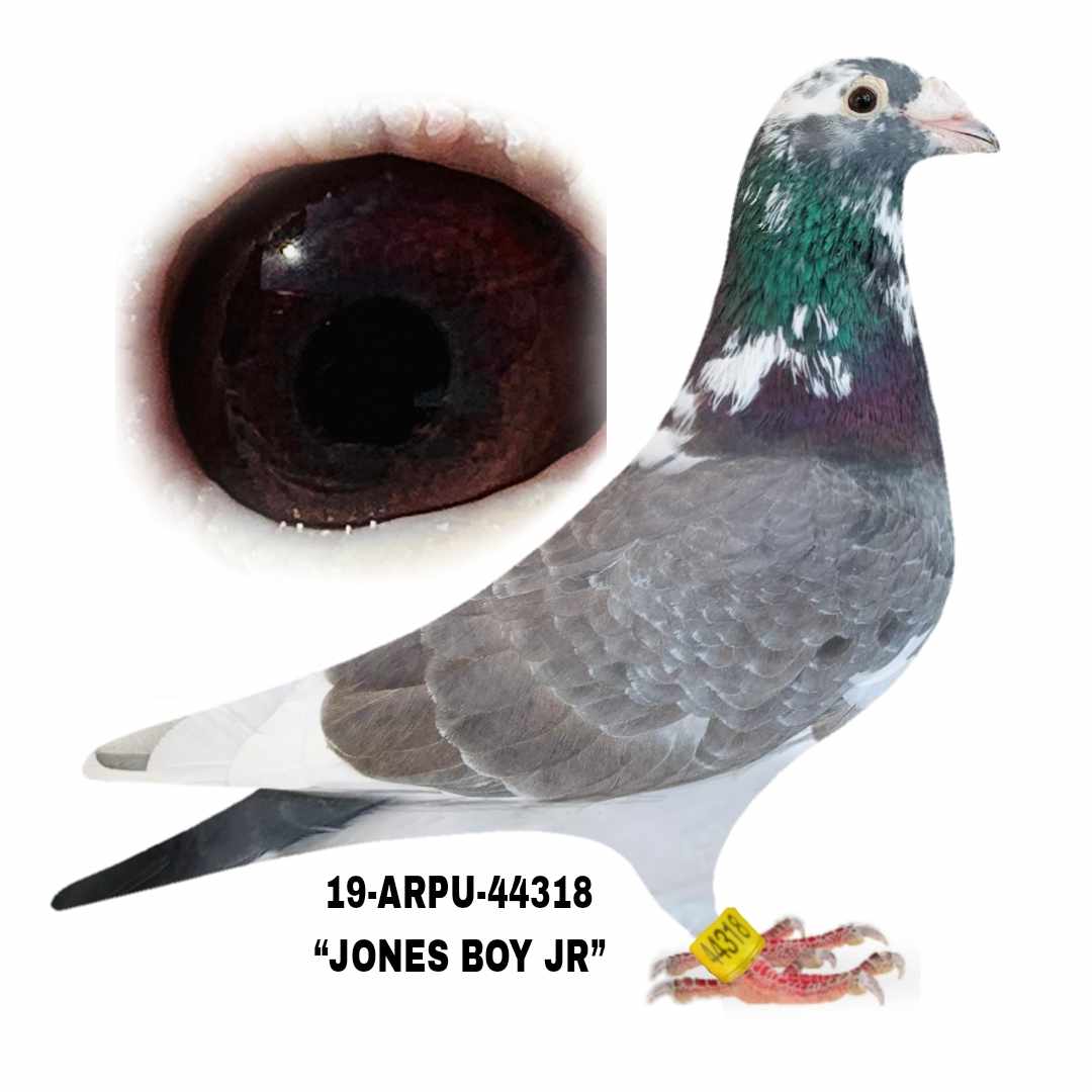 19-ARPU-44318 IndigoWF Cock.