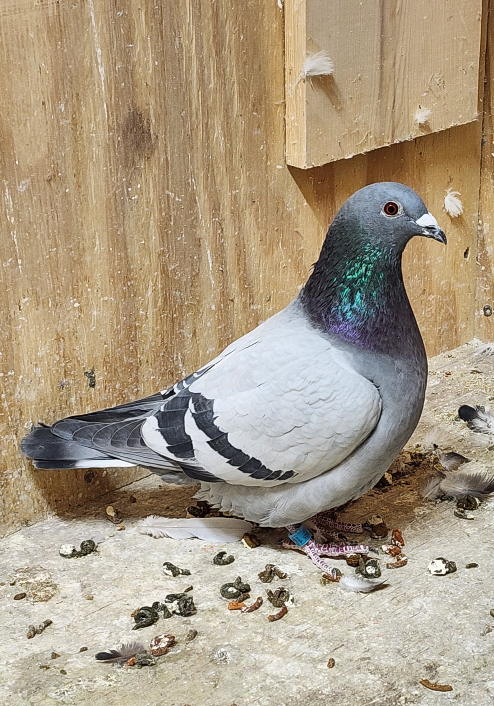 Au-25-Wild-1011-BB-C