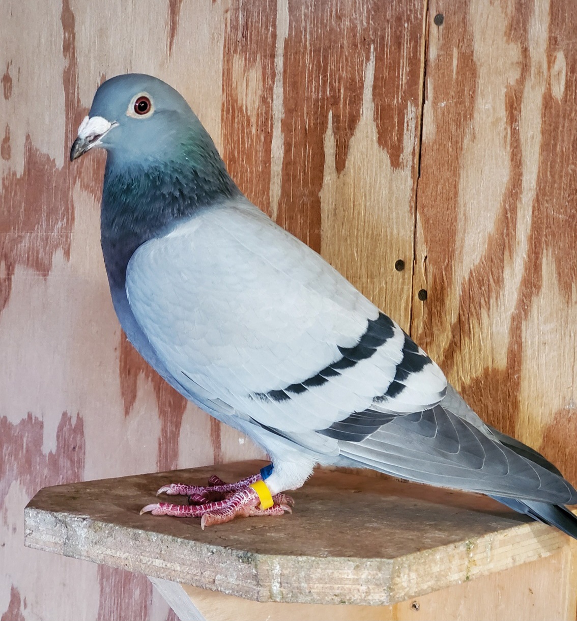 2020 AU 78326 Blue Hen. Direct JoJos Janssen