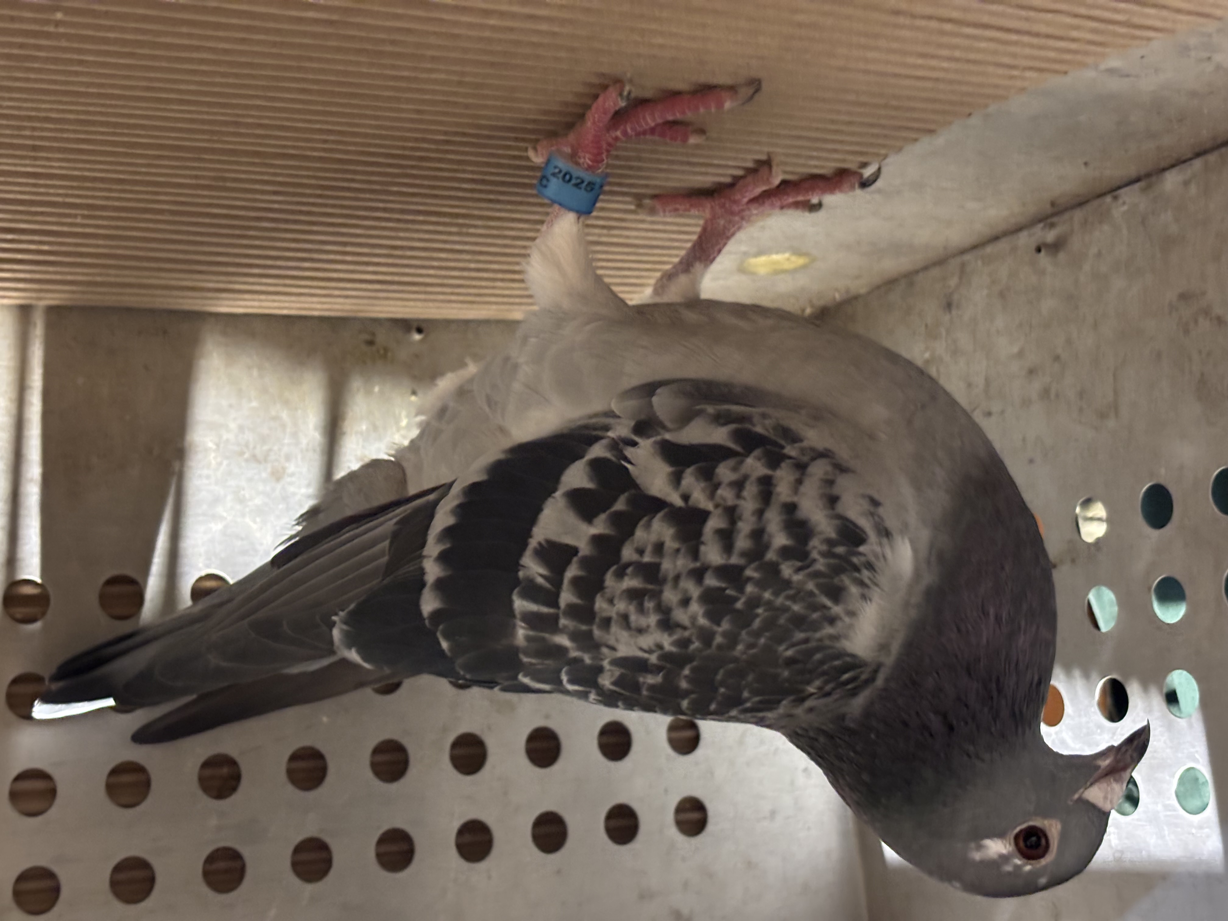 Super long distance Jelle Jellema 