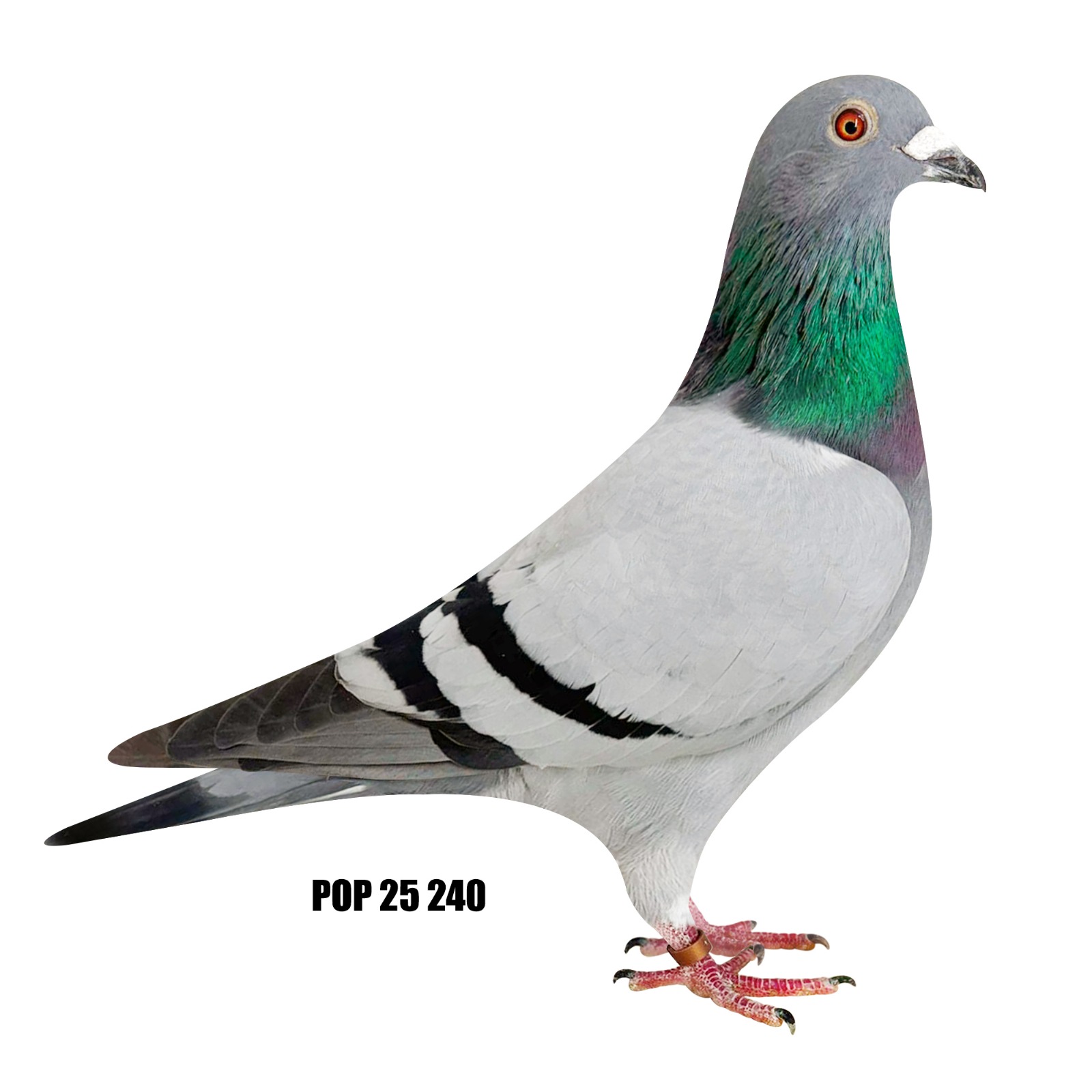 POP 25, 240 BBC Super cock!!