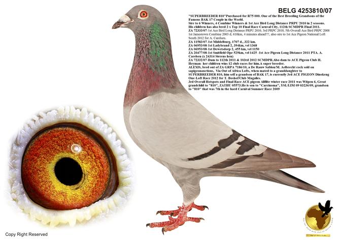 OUT OF AFRICA / SUPER BREEDER 810 LINE