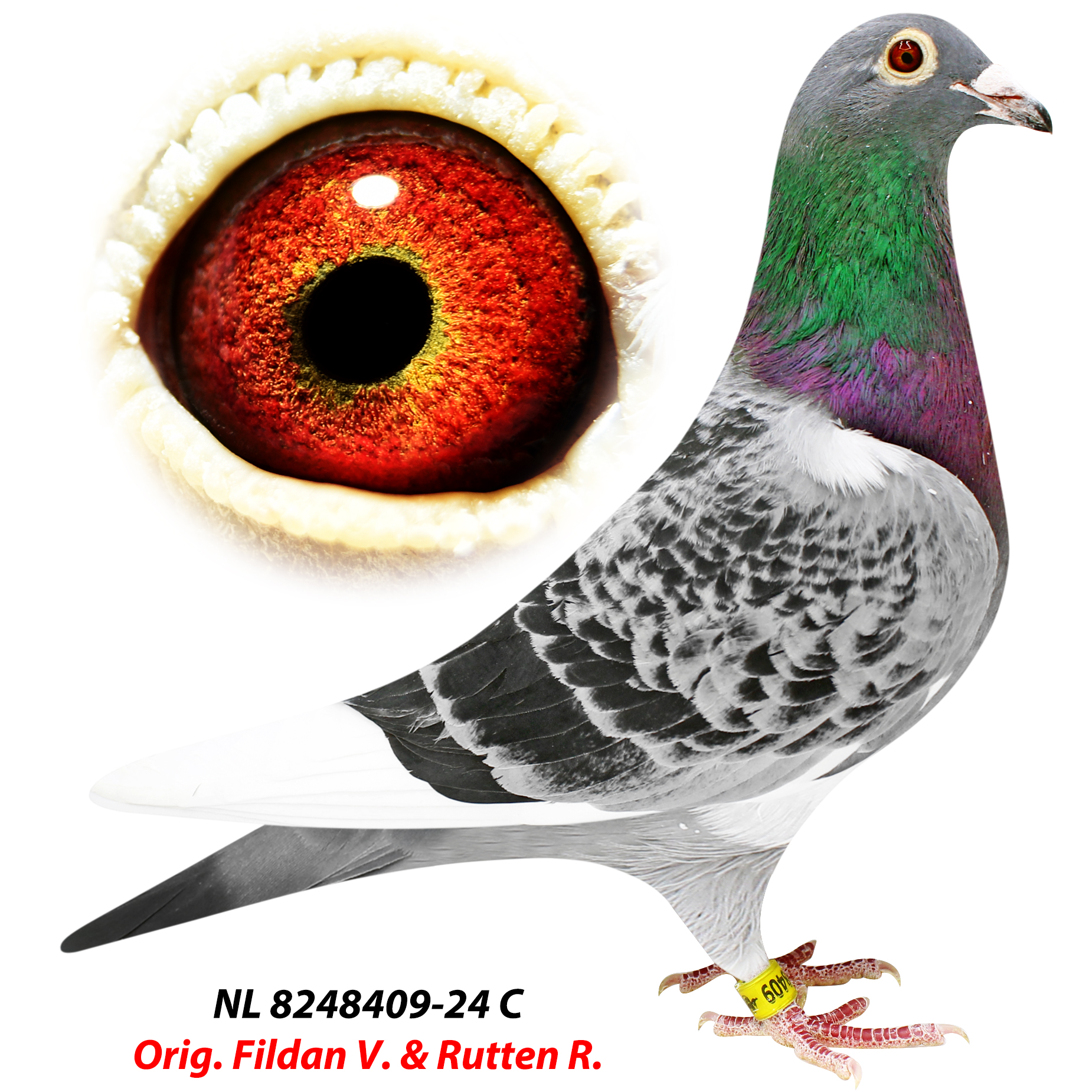 Preview Image 1
