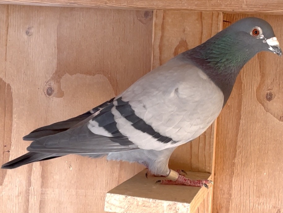 Direct Out of Jonge Kong