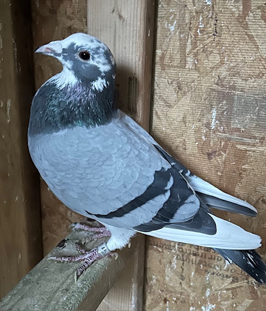 Red Monkey/Star Boy/Cloud 9/Victoria Winner