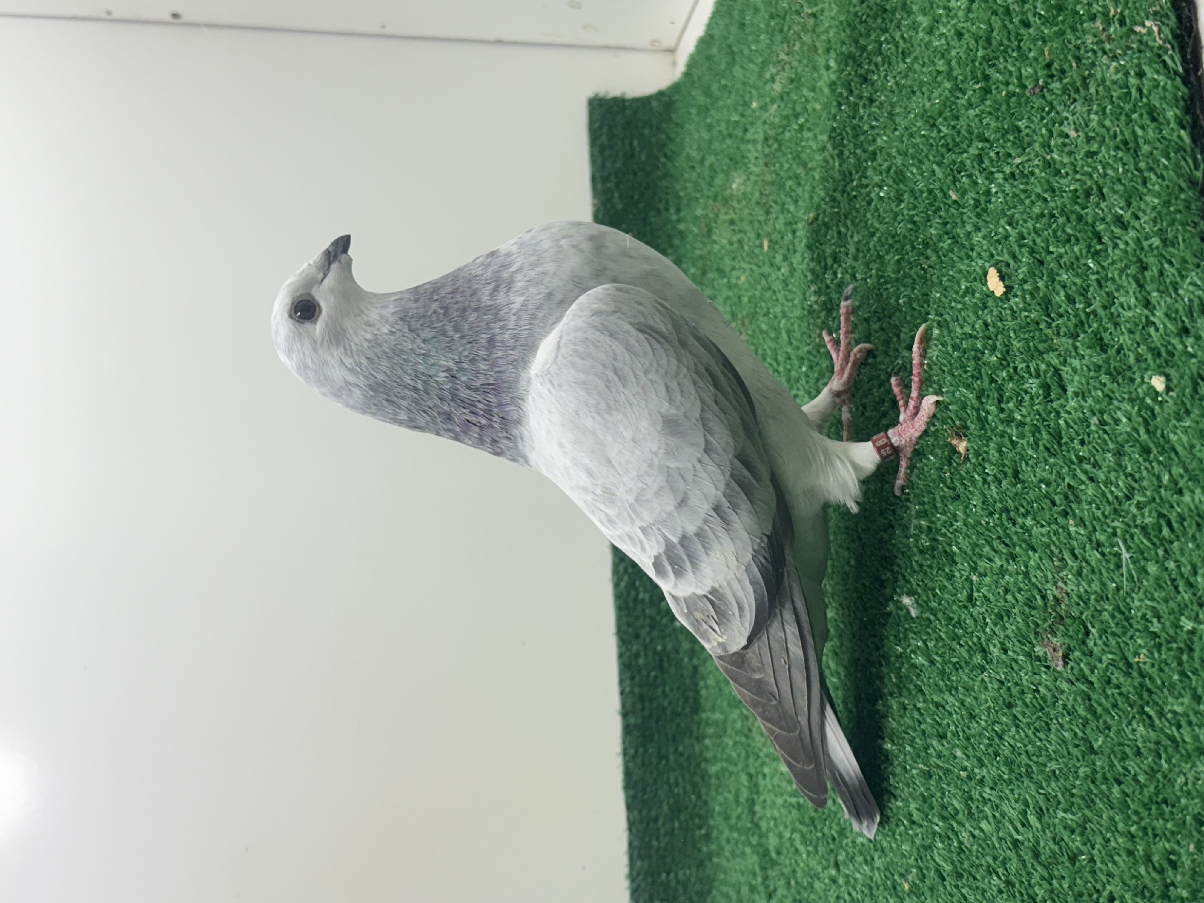 Young blue grizzle hen this is a beauty 
