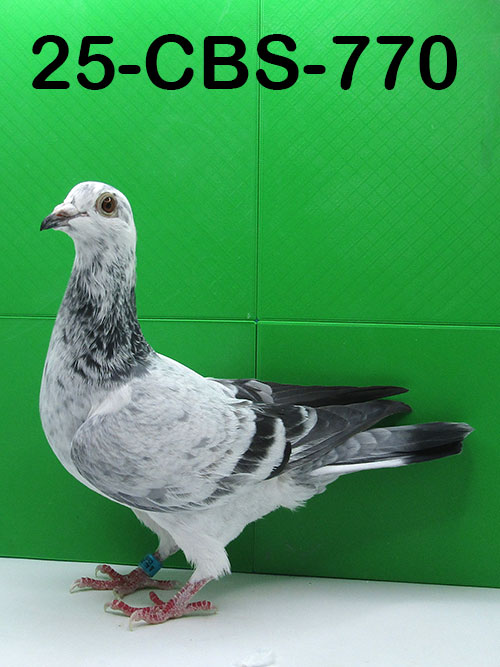 25-CBS-770 Grizzle Hen