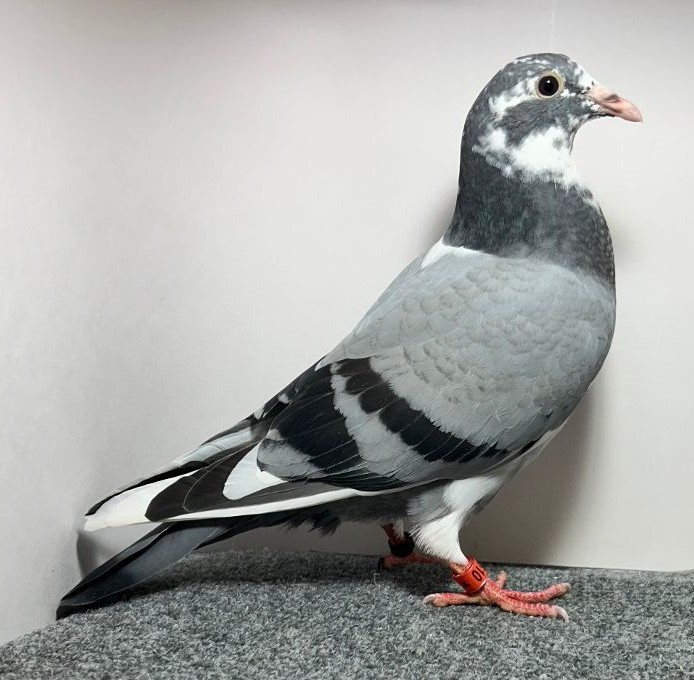 2610 WICK AU 2026 BBSP